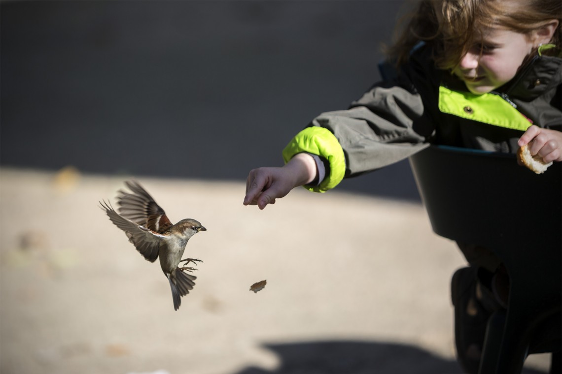 pajaro_retiro_nov14_AdL