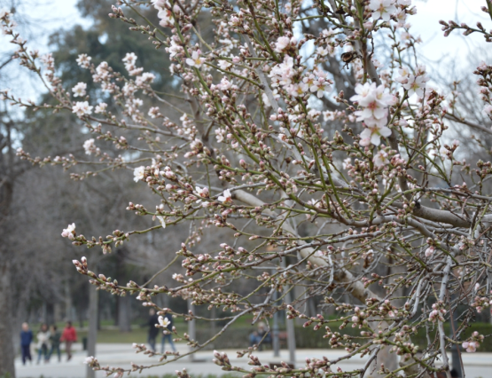 El jardín de los almendros en el Retiro