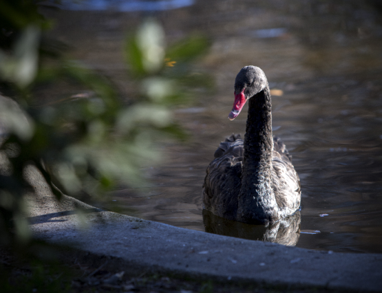 Un cisne negro en el Retiro