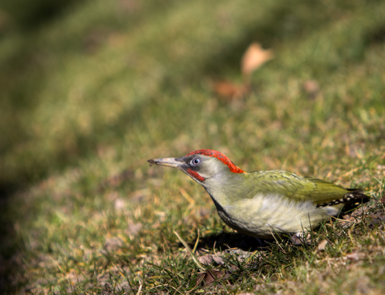 Fotografía de la naturaleza en el Retiro