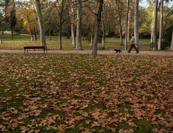 Visitas guiadas en otoño al Retiro